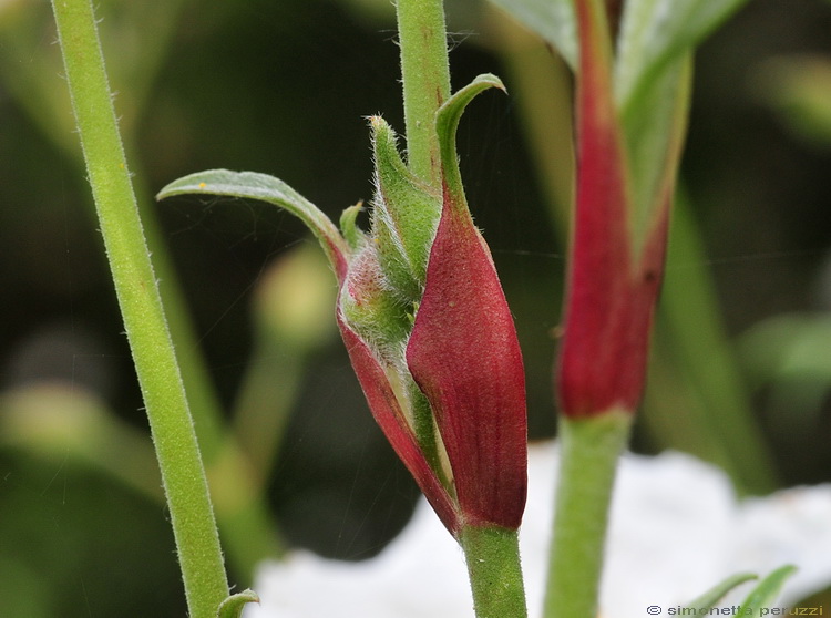 Cistus laurifolius / Cisto maggiore